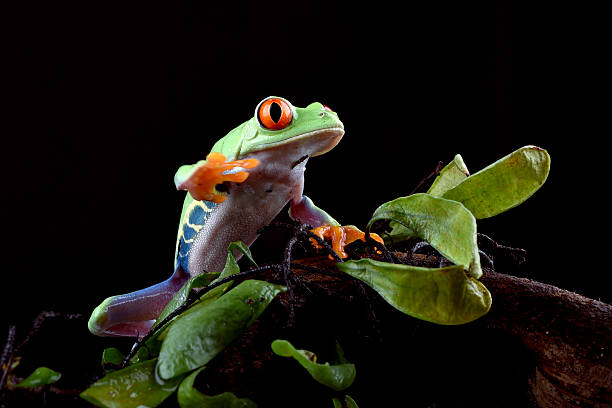 istock A green frog with red eyes sits on a branch. 2232031308