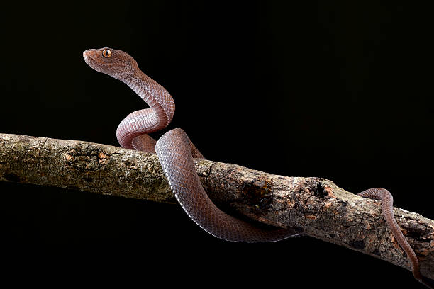 istock A snake on a branch with a black background 2232031311