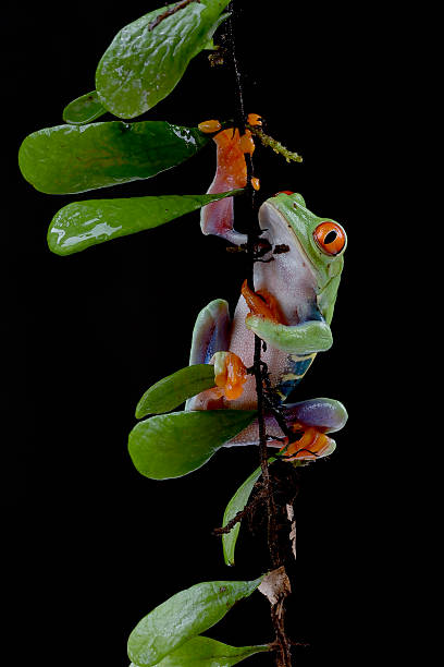 istock A green frog with red eyes sits on a branch. 2232031319
