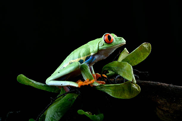 istock A green frog with red eyes sits on a branch. 2232031321