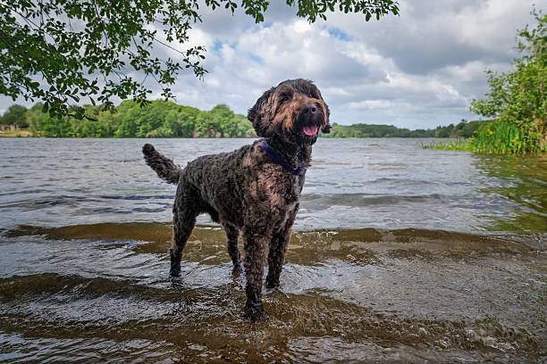 Brown Sprockapoo dog - Springer Cocker Poodle cross - standing in the lake at Virginia Water in Windsor