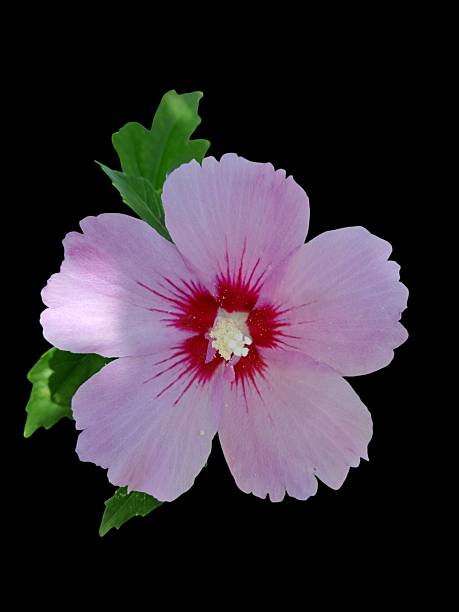 istock Pink Hibiscus Flower on Black Background 2232032322