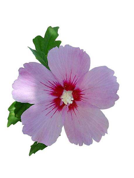 istock Pink Hibiscus Flower Close-Up 2232032324