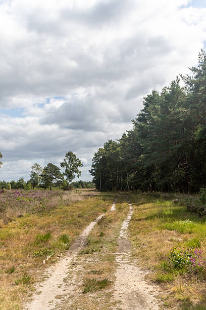 istock Yateley Common in Hampshire United Kingdom 2232033621