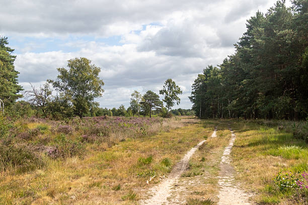 istock Yateley Common in Hampshire United Kingdom 2232033809