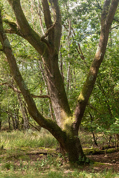 istock Yateley Common in Hampshire United Kingdom 2232033990
