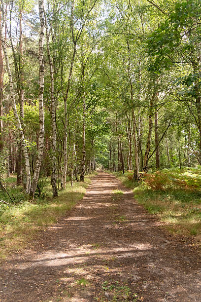 istock Yateley Common in Hampshire United Kingdom 2232035032