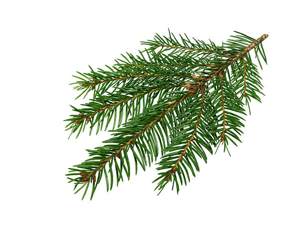 istock Spruce branch. New year green fir tree twig. 2232035196