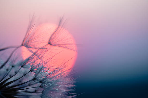 A macro photograph of a dandelion (Taraxacum) seed head dispersing gently in the breeze at sunset. The image captures the delicate structure of the seeds as they are carried by the wind, set against a dreamy, pastel-toned sky. Soft lighting from the golden hour creates a peaceful and poetic mood. Perfect for concepts of fragility, letting go, hope, transformation, and the beauty of nature