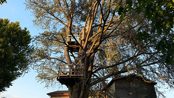 istock Wooden treehouse with platforms and railings built high in tall branches, rustic outdoor construction surrounded by green foliage, sunlight, countryside nature landscape, childhood adventure place, eco lifestyle escape 2232037419