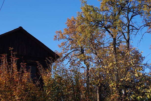 istock Pushcha-Vodytsia park clear autumn. Part two 2232038645
