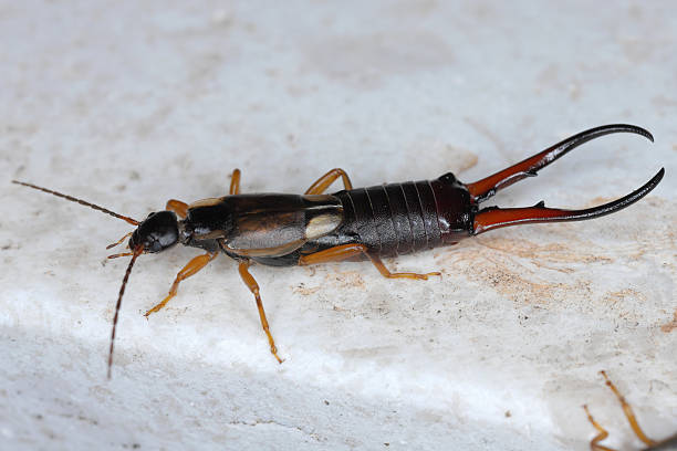 istock A Common Earwig (Forficula auricularia) resting on the windowsill at home. 2232040745