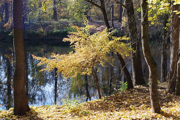 Some golden autumn views around a park in Pushcha-Vodytsia resort near Kyiv, Ukraine