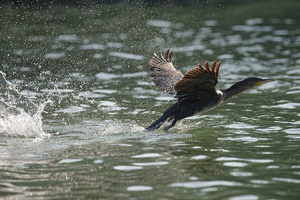 cormorant flying over the water