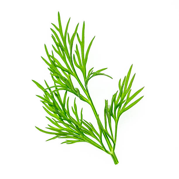 istock Fresh green dill herb isolated on white background 2232043667