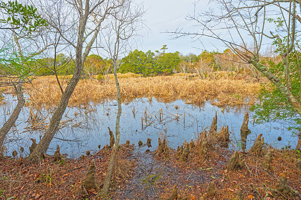 istock Mid Islands Marshlands in the Outer Banks 2232045137