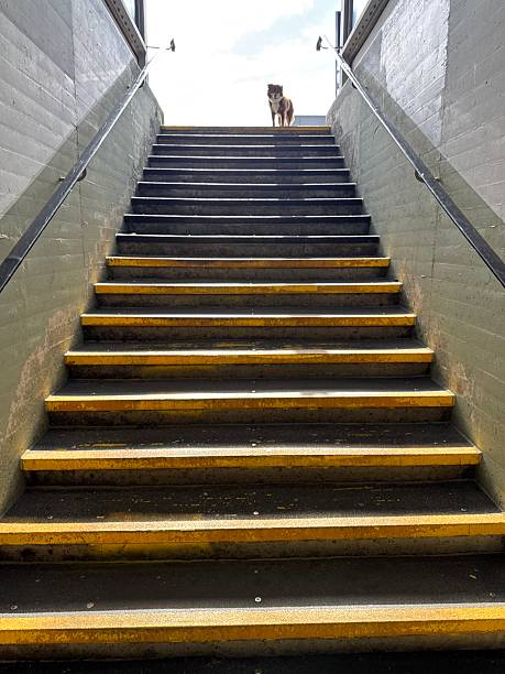 istock A Stairway Leading Upwards Featuring Distinctive and EyeCatching Yellow Markings 2232047544