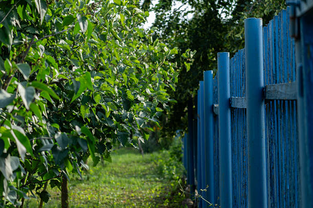 A lush green garden path runs alongside a blue wooden fence, surrounded by thick foliage. The vertical frame highlights the peaceful, summery mood.