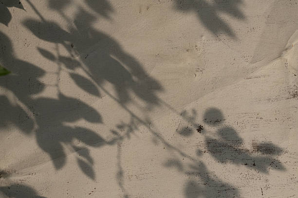 istock Wall shadow of tree leaves abstract background horizontal 2232050895