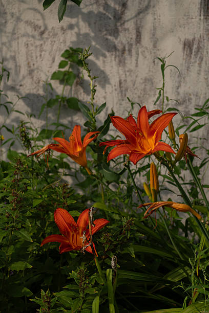 istock Bright orange lilies against textured wall Vertical 2232050910