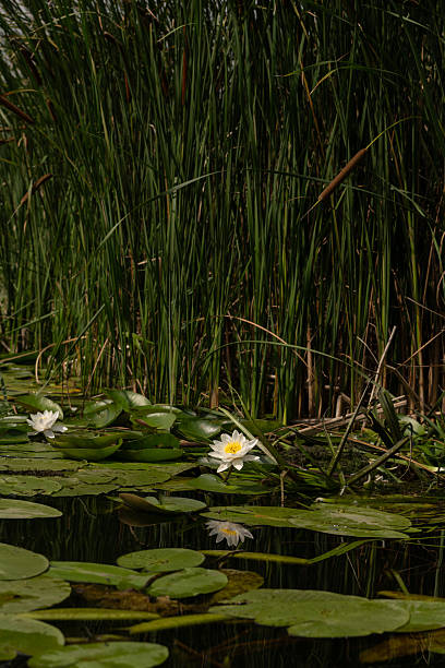 istock Water lilies and reeds on calm river, vertical 2232050927