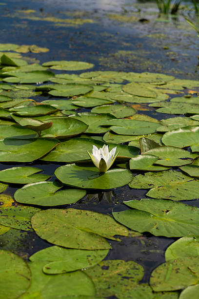 istock Water lily on pond with green pads vertical 2232050946