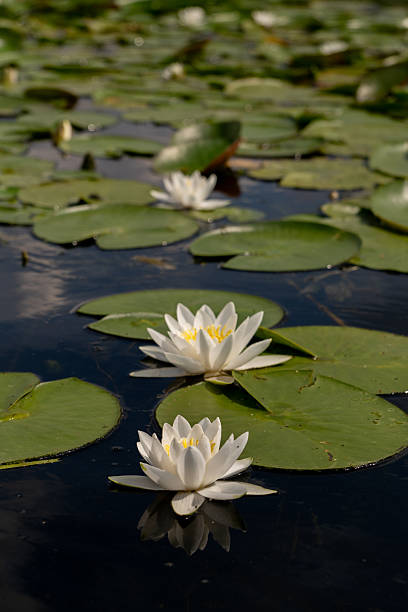 istock Group of white water lilies blooming in natural pond vertical 2232050972