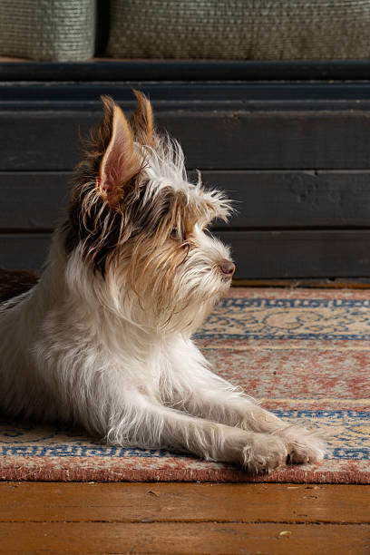 istock Small dog lying on a wooden floor in warm sunlight vertical 2232053096