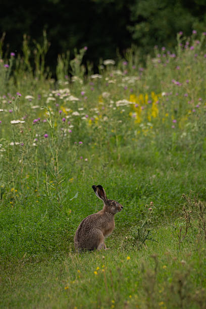 A curious hare stands in a green summer meadow surrounded by yellow and white wildflowers, alert and looking into the distance. Vertical orientation.
