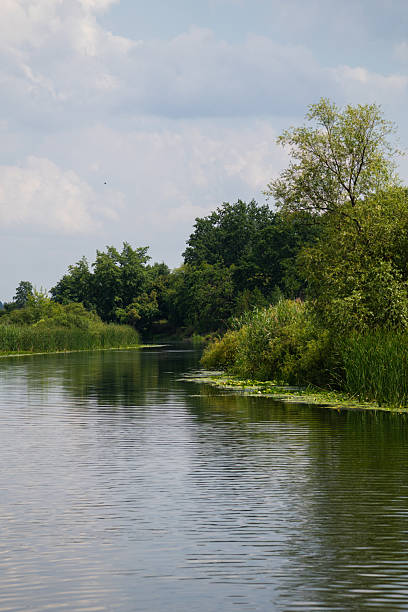 istock Calm river bend with lush green trees and water plants 2232053185