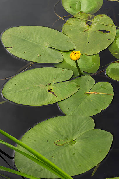 istock Yellow water lily and round leaves on lake surface vertical 2232053330