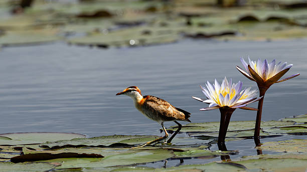 The lesser jacana (Microparra capensis) is a wader in the family Jacanidae and can be found in Africa. It can be recognized by its long legs and claws that allow it to walk on aquatic vegetation – although it is not to be confused with the larger African Jacana.