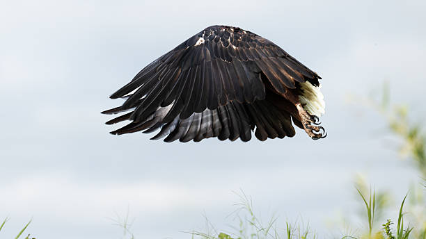 An african fisheagle (Haliaeetus vocifer), spreading his wings over his head. With details in his wing feathers