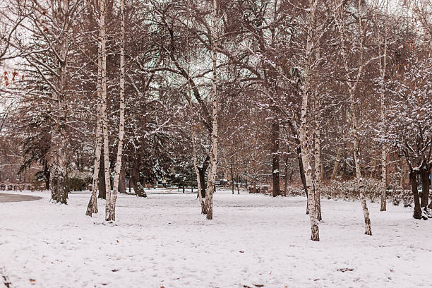 Idyllic city park landscape transformed by winter snowfall, with frosty trees and serene surroundings.