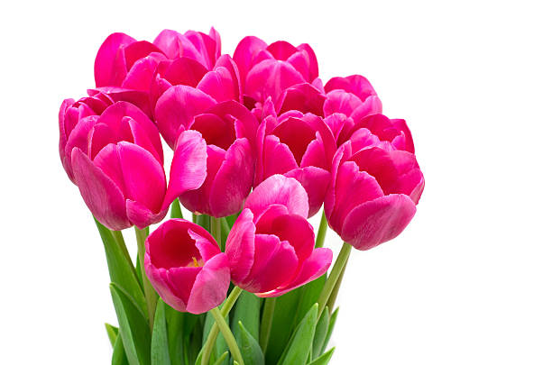istock tulips on white background, close up 2232054842