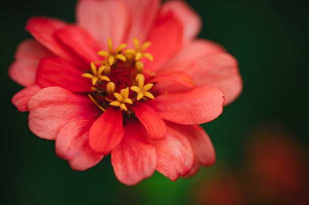Pink /  Red Pinwheel Zinnia