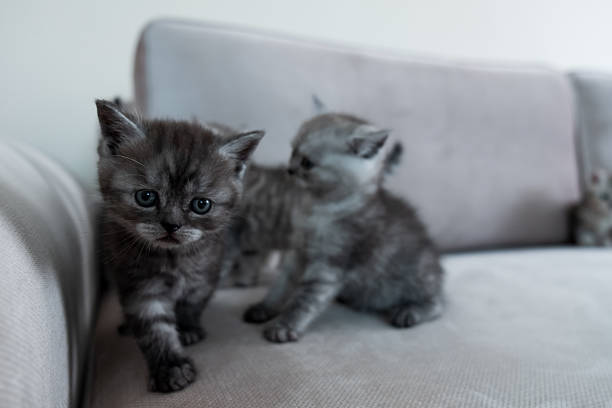 The gray kittens are sitting on the sofa at home. The adorable British Shorthair kittens are looking at the camera.