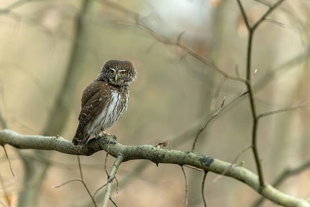 istock Beautiful Eurasian pygmy owl (Glaucidium passerinum) 2232060083