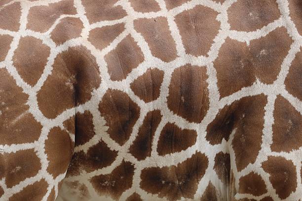 istock Backdrop for animal and zoo-themed ads 2232061194