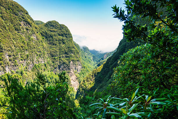 istock Madeira Levada Caldeirao Verde Canyon 2232061218