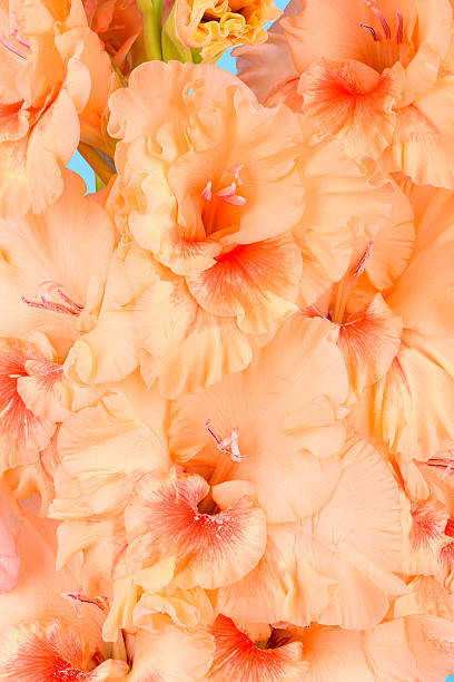 Full frame of blooming gladiolus buds in peach color. Gladiolus buds as background or texture.
