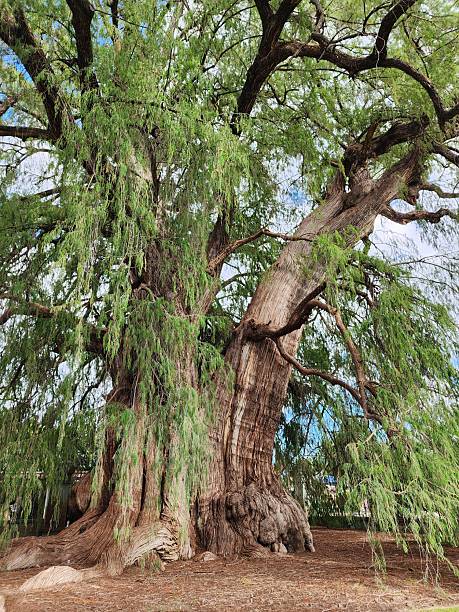 istock Traditional and nature tourism in Oaxaca, Mexico 2232063775