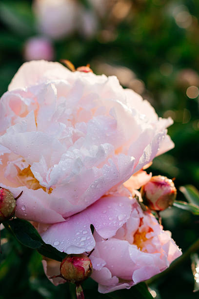 istock A blooming pink peony covered in fresh morning dew glows in warm sunlight 2232065570