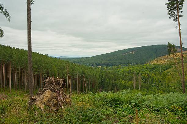 istock landscape in the thuringian forest near Ohrdruf 2232066477