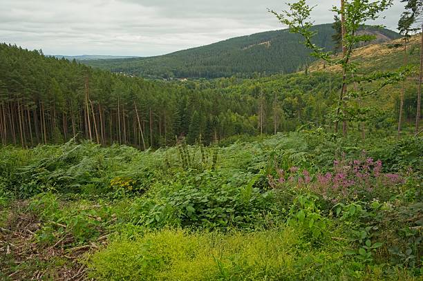 istock landscape in the thuringian forest near Ohrdruf 2232066493