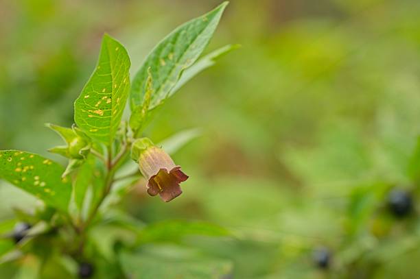 Belladonna flower in the thuringian forest in summer in thuringia