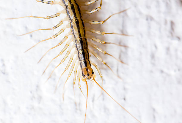 Close up of a House Centipede (Scutigera coleoptrata) crawling on a white wall