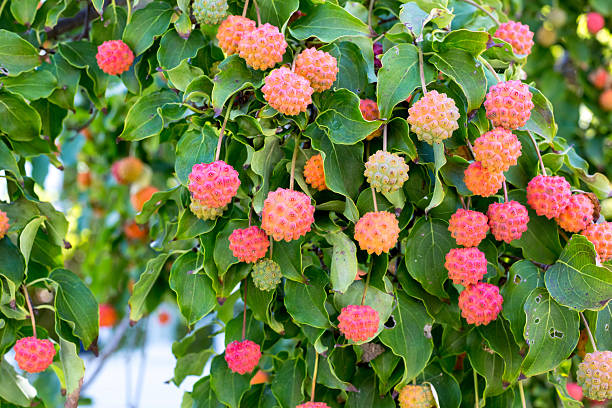 istock Kousa Dogwood tree with pink fruit 2232066732