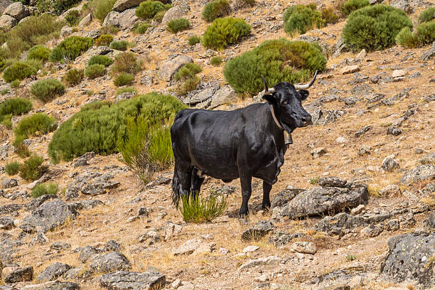 Cows in the mountains in summer. Sierra de Gredos