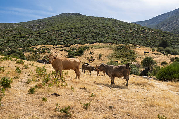 Cows in the mountains in summer. Sierra de Gredos